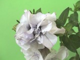 ペチュニア ドレスアップ ラベンダー