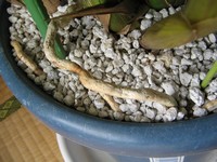 シンビジウムの鉢の化粧砂
