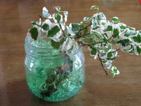 マジッククリスタルに植えたフィッカスプミラ